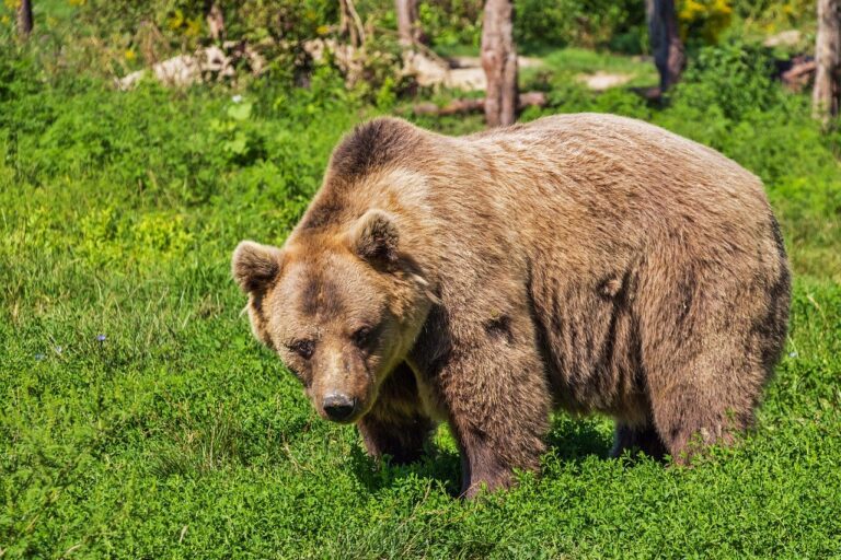 Jak zachować się podczas spotkania z niedźwiedziem?